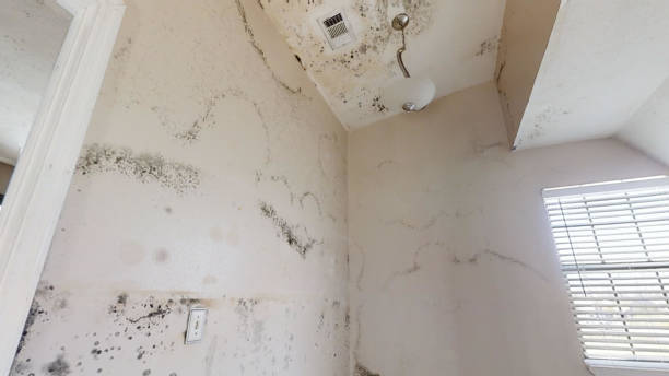 Best Black Mold Removal  in Bethany, OK