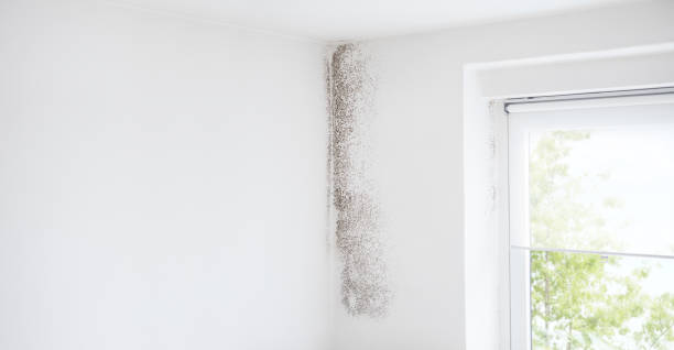 Best Asbestos and Lead Testing During Mold Inspection  in Bethany, OK