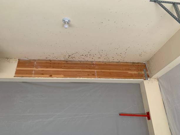 Best Dehumidification Services  in Bethany, OK